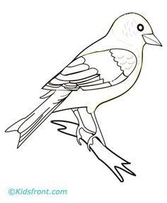 236x288 Coloring Pages House Wren Homeschooling Sciencenature Study