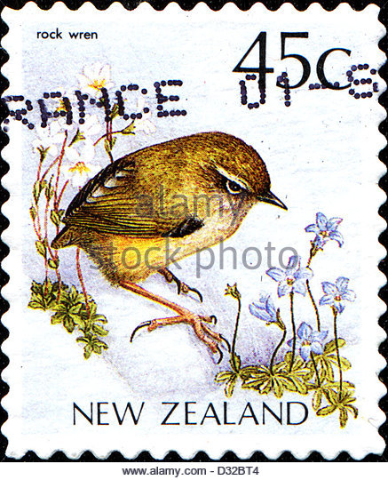 437x540 New Zealand Wren Stock Photos Amp New Zealand Wren Stock Images