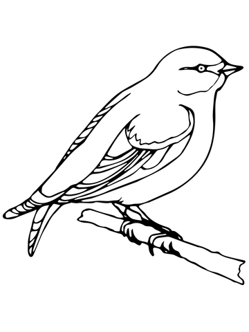 360x480 Wren Coloring Page Free Printable Coloring Pages