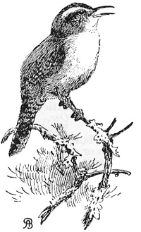 200x329 Bewick's Wren