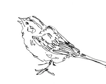 340x270 Bird Art Print Wren Songbird Line Drawing Pen Ink Giclee