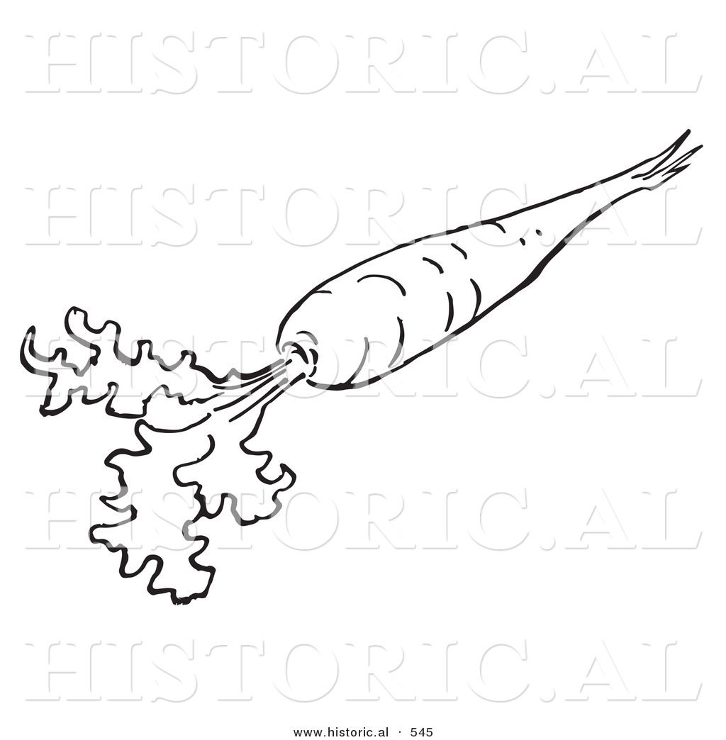 1024x1044 Historical Vector Illustration Of A Carrot With Leaves