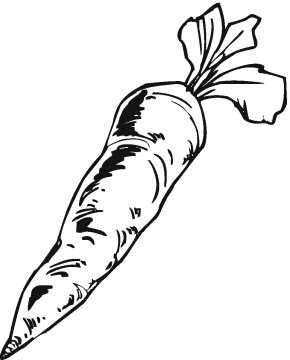 Carrot Drawing at GetDrawings | Free download