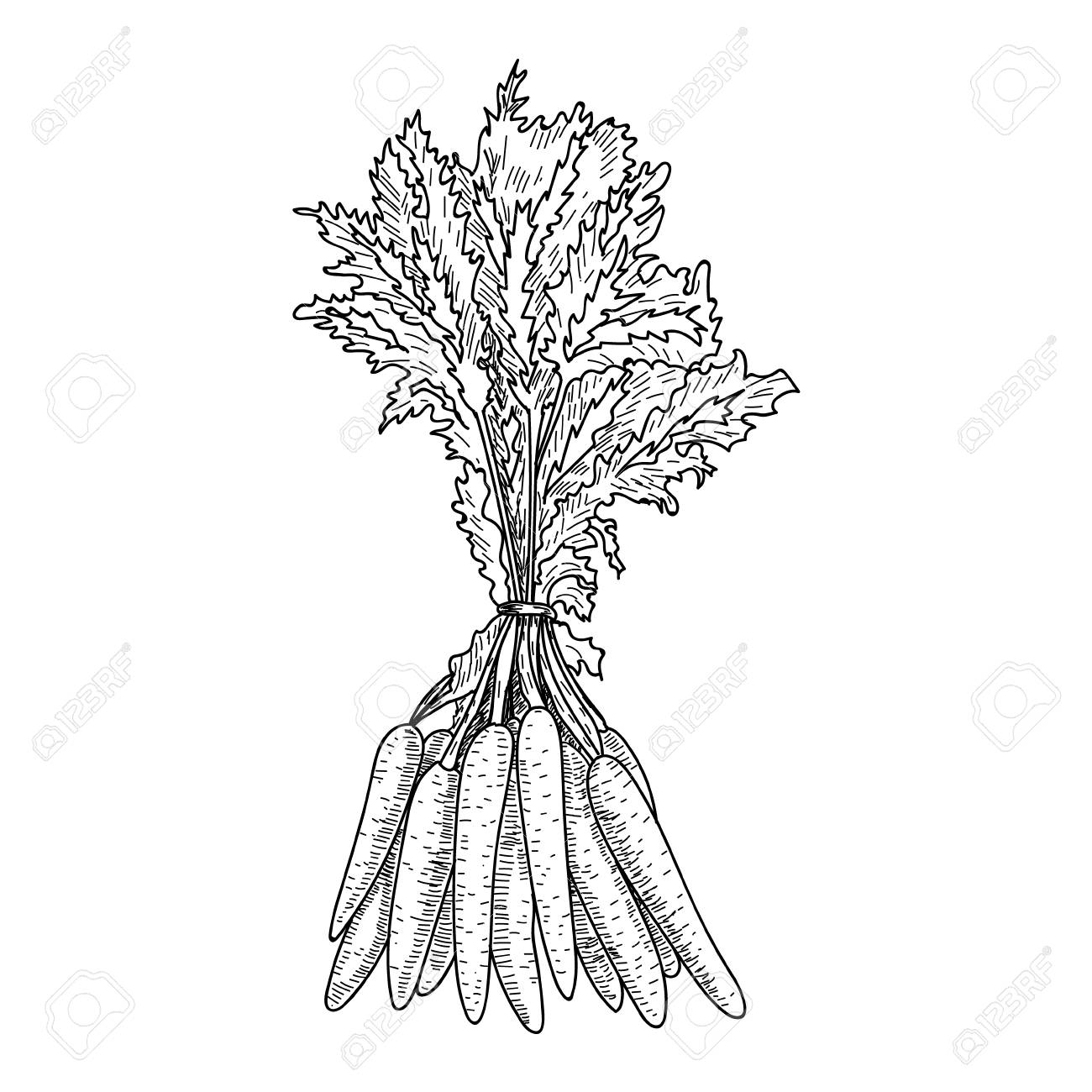 1300x1300 Carrot Hand Drawn Vector Illustration Isolated Vegetable Engraved