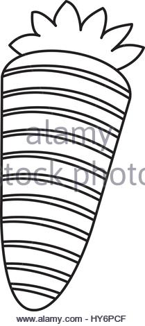 209x470 Drawing Harvest Carrot Vegetable Icon Stock Vector Art