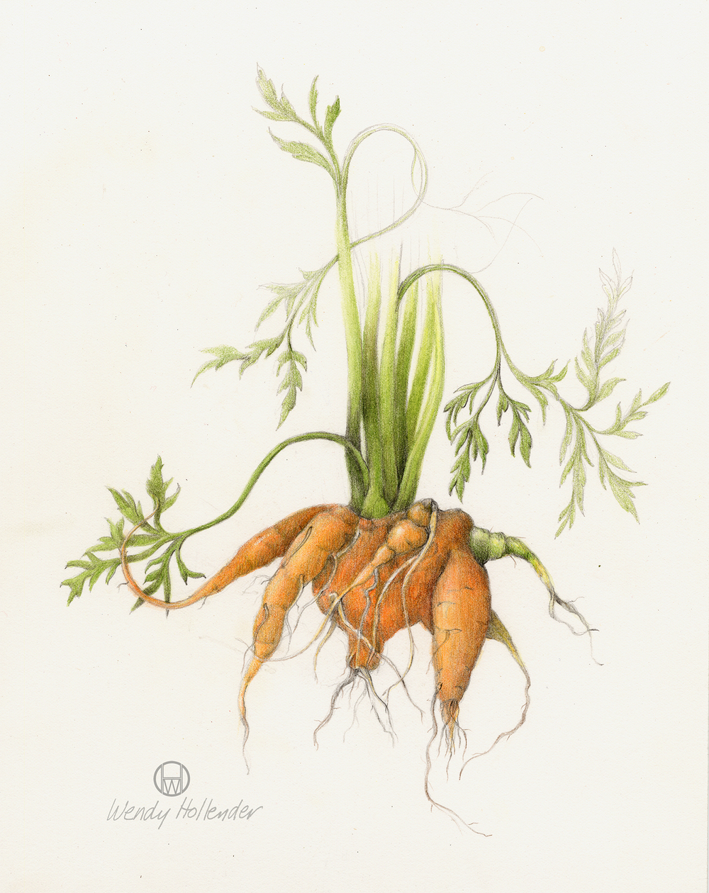 1000x1260 Fruits Amp Vegetables Botanical Artist Amp Illustrator, Learn