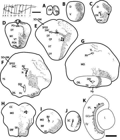 480x559 Schematic Drawings Cart Immunoreactivity In The Cns