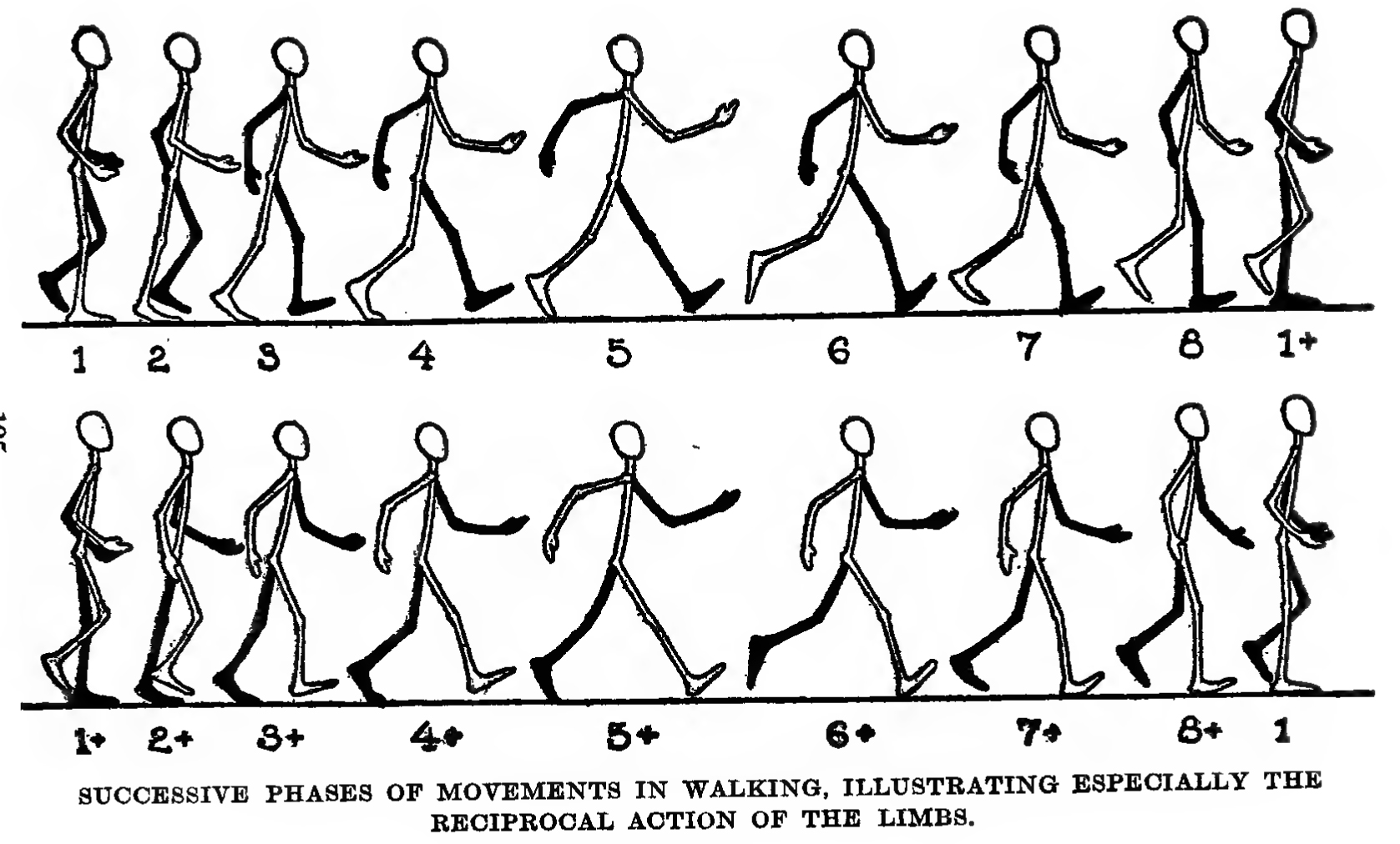 1677x1012 How To Draw And Animate A Person Walking Or Running