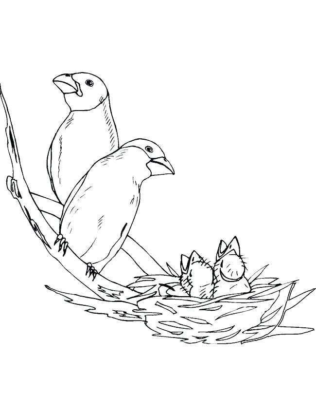 650x850 Bird Nest Coloring Page Cartoon Bird Coloring Pages Birds Home