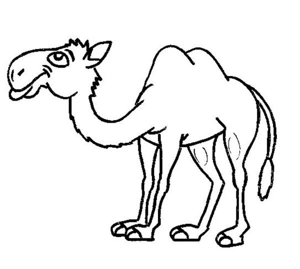 600x537 Cartoon Camel Coloring Pages ~ The Ideas Of Coloring Page