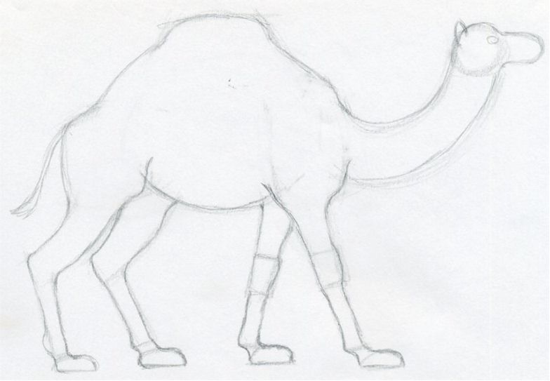 784x543 How To Draw A Camel, Simple, Quick In Color Pencil.