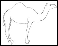 200x160 How To Draw Camels Drawing Tutorials Amp Drawing Amp How To Draw