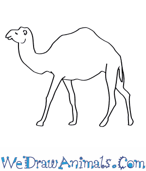 300x350 How To Draw A Dromedary Camel