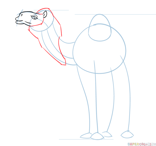 616x575 How To Draw A Cartoon Camel Step By Step Drawing Tutorials