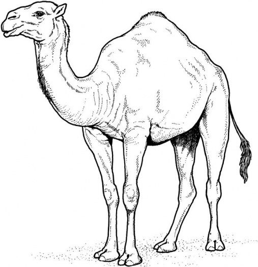 507x525 Camel 8 Coloring Page Illustration Inspiration