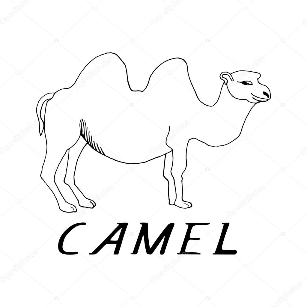 1024x1024 Hand Draw A Camel Stock Vector Gennadiikorchuganov
