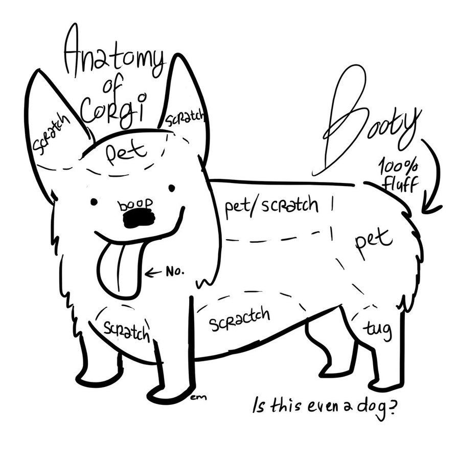 894x894 Corgi Guide By Emarcellus