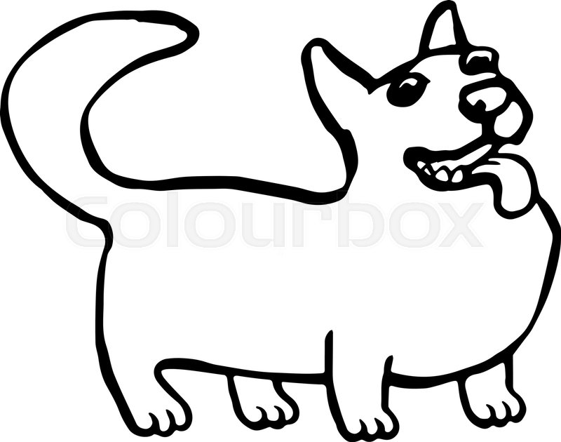 800x630 Corgi Dog Isolated Vector Illustration. Funny Cartoon Fur
