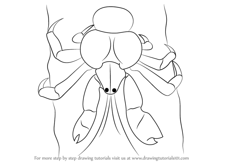 800x566 Learn How To Draw A Coconut Crab (Other Animals) Step By Step