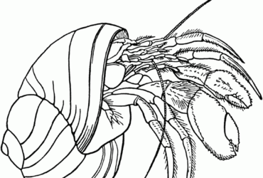 370x250 Hermit Crab Cartoon Drawing