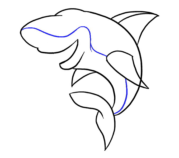 678x600 How To Draw A Cartoon Shark Easy Step By Step Drawing Guides