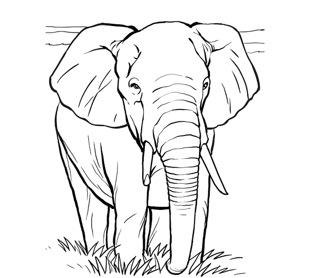 640x548 Colour Drawing Free Wallpaper Elephant Coloring Cartoon Drawing