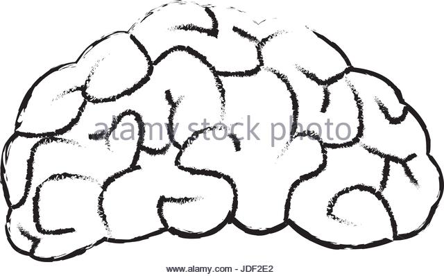 640x398 Brain Drawing Stock Photos Amp Brain Drawing Stock Images