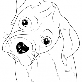 320x320 Tag For Boxer Dog Draw Cartoon To Draw A Puppy Face Step 6 1
