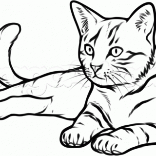 320x320 Tag For Draw A Cat How To Draw A Cat Step 9 1 000000154926 5 Gif