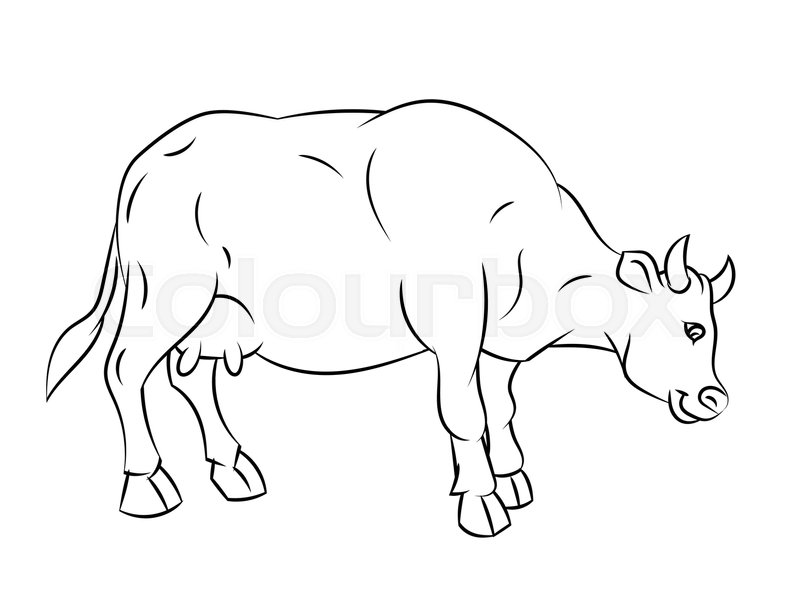 800x599 Hand Drawn Sketch Of Cow Isolated, Black And White Cartoon Vector