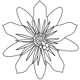 260x260 Passion Flower Cartoon Drawing Image Lillikoi