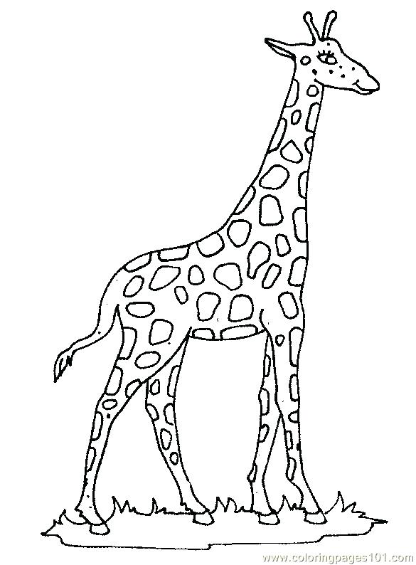 585x794 Pictures Of Giraffes To Color Giraffe With Necktie Giraffe