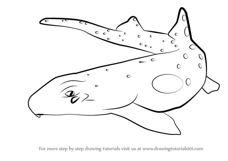 800x565 Learn How To Draw An Epaulette Shark (Sharks) Step By Step