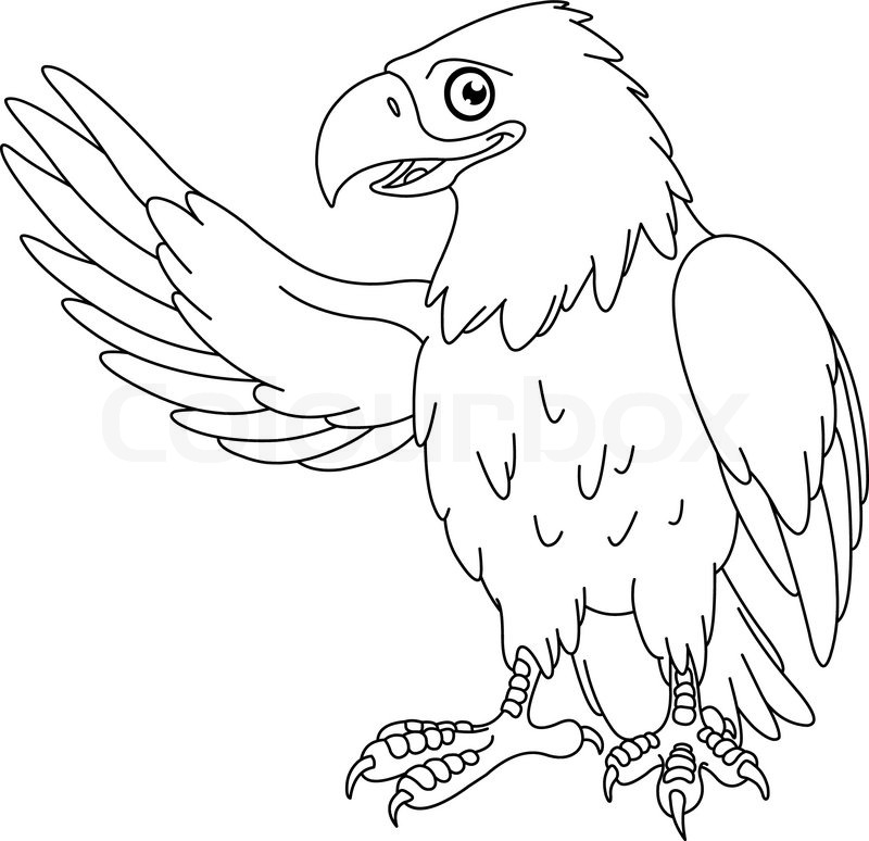 800x774 Outlined American Bald Eagle Stock Vector Colourbox