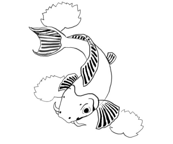 600x500 Koi Fish Drawings