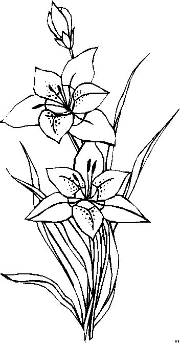 352x672 729 Best Butterfly Images On Drawing Flowers, Stamping