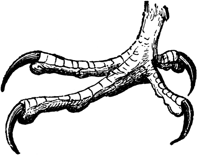 640x501 Foot Of White Headed Eagle Clipart Etc