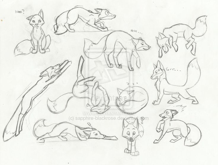 736x560 Drawn Fox Fox Sketch