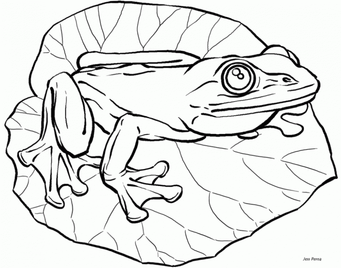 687x540 Coloring Pages Mesmerizing Coloring Pages Draw A Frog For Kids