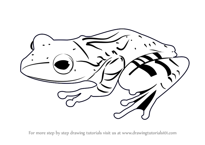 800x565 Drawn Frog How To Draw A Frog