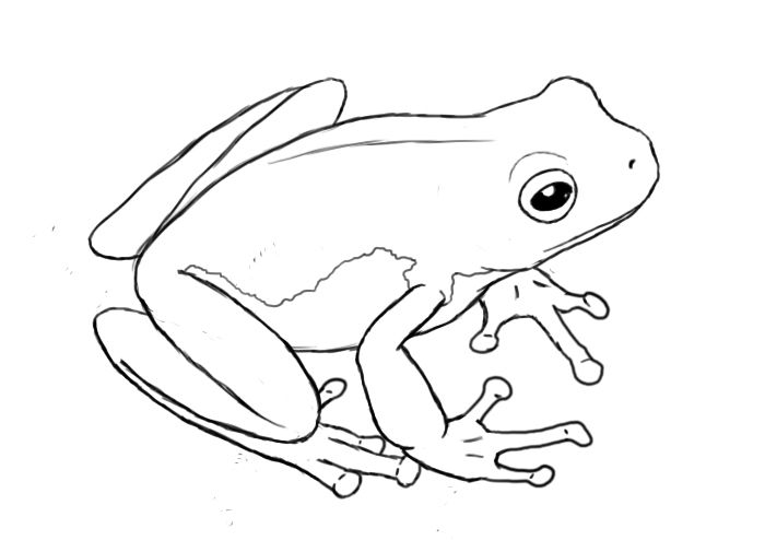 700x505 The Best Frog Drawing Ideas On How To Draw Smiles