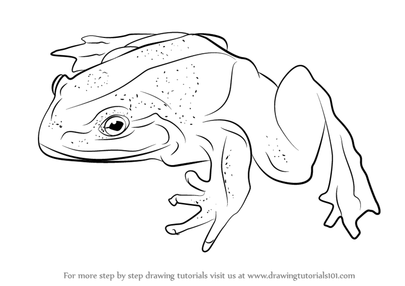 800x565 How To Draw A Frog Step 4. How To Draw Cartoon Frogs For Kids