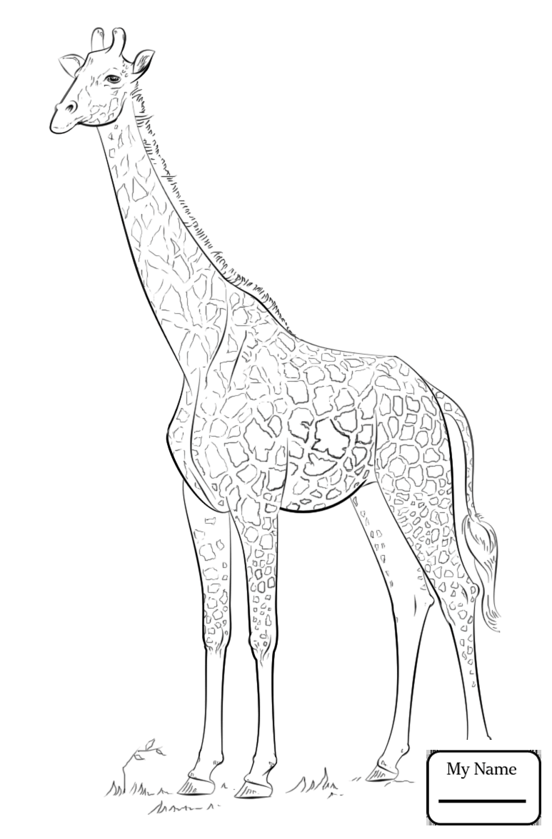 773x1176 Cartoon Giraffe Wearing A Sweater Mammals Coloring Pages For Kids