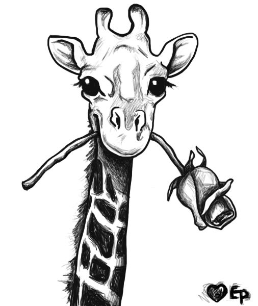 506x600 Coloring Pages Giraffe Drawing Coloring Pages Giraffe Drawing