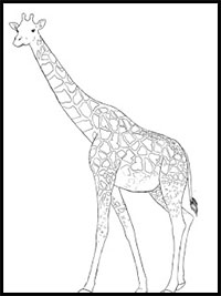 200x267 How To Draw Giraffes Drawing Tutorials Amp Drawing Amp How To Draw