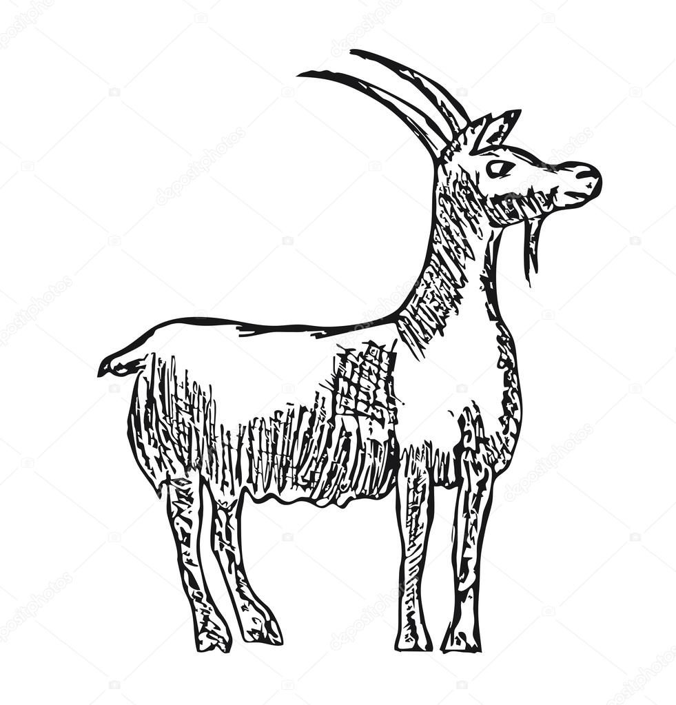 981x1023 Vector Goat Farm Animal With Cartoon Illustration Of A Pencil