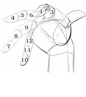 300x338 How To Draw Hands From Imagination