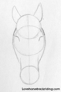 250x375 The Best Horse Head Drawing Ideas On Sketches