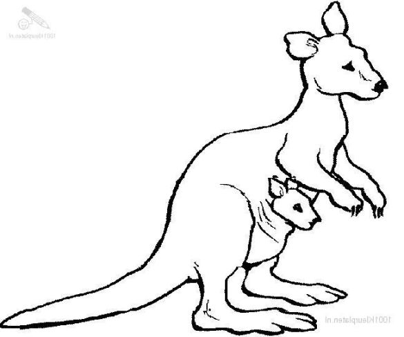585x487 Kangaroo Coloring Pages