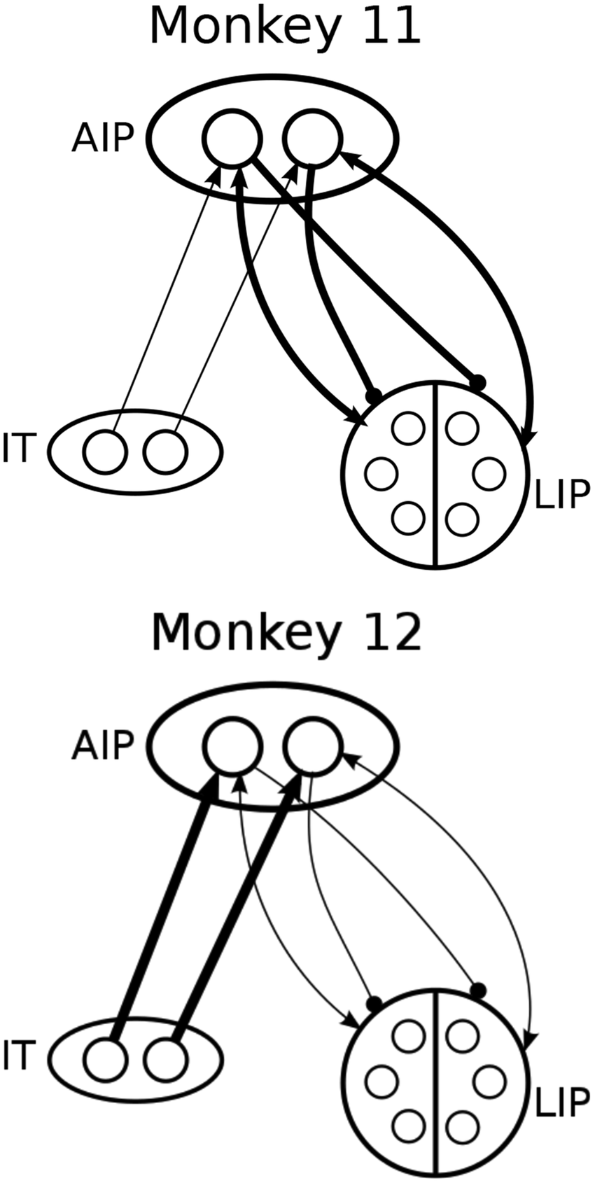 850x1690 Network Cartoon Illustrating Fitted Connection Weights Among It